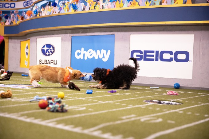 Pups Fight Over Chewy Toy During Puppy Bowl 2020