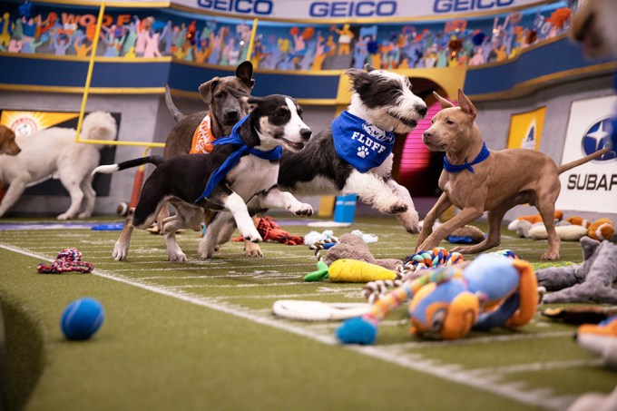 The Fluff and Ruff Team Go Paw-To-Paw In 2020 Puppy Bowl