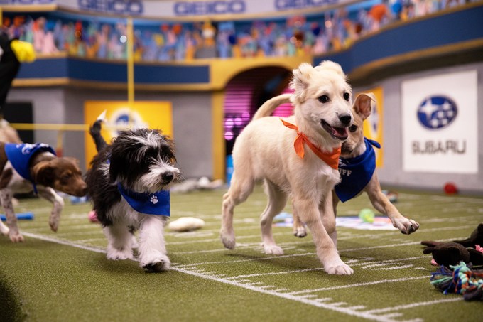 Puppies from Animal Planet’s 2020 Puppy Bowl Frolic On Field