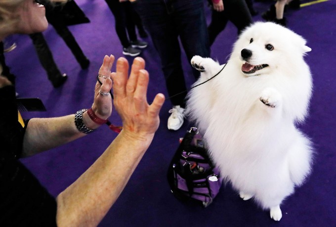 Stetson the American Eskimo Asks For a High Five