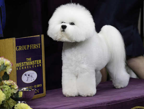 Westminster Dog Show 2013