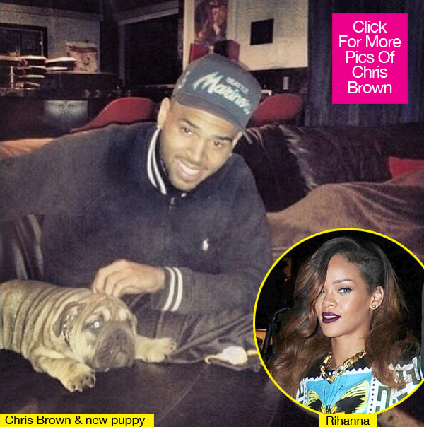 Chris Brown Dog