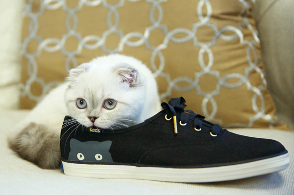 cat with sneakers