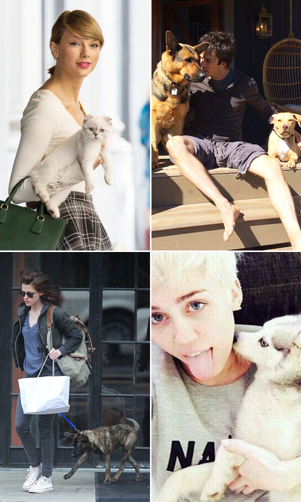 dog cat lover