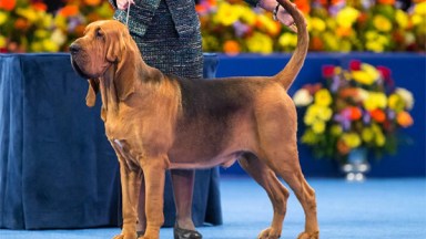 National Dog Show Winner