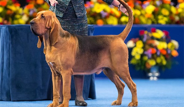 National Dog Show Winner