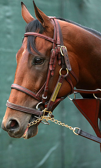 american pharoah celebrity profile