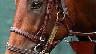 american pharoah celebrity profile