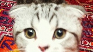 meredith grey celebrity profile