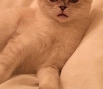 Olivia Benson Celebrity Profile