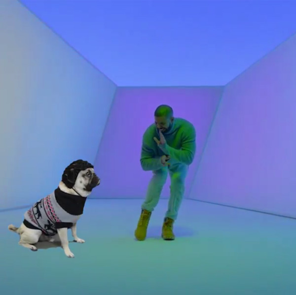 pug dancing to music