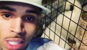 chris brown buys million dollar puppy