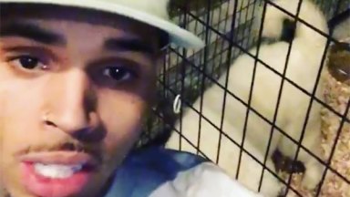 chris brown buys million dollar puppy