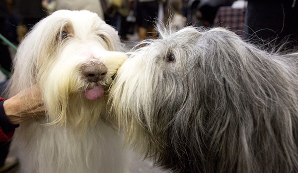 westminster-dog-show-pics