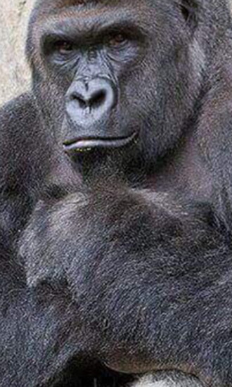Harambe the Gorilla Celeb Profile