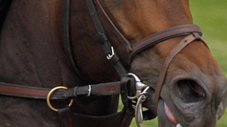 Exaggerator Celebrity Profile
