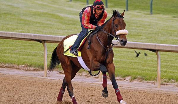 Belmont Stakes 2016 Horses