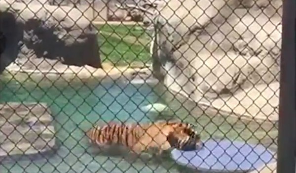Tyga Pet Tiger