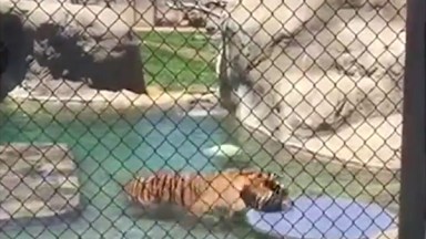 Tyga Pet Tiger