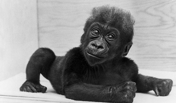 Colo The World's Oldest Gorilla Dies Pics