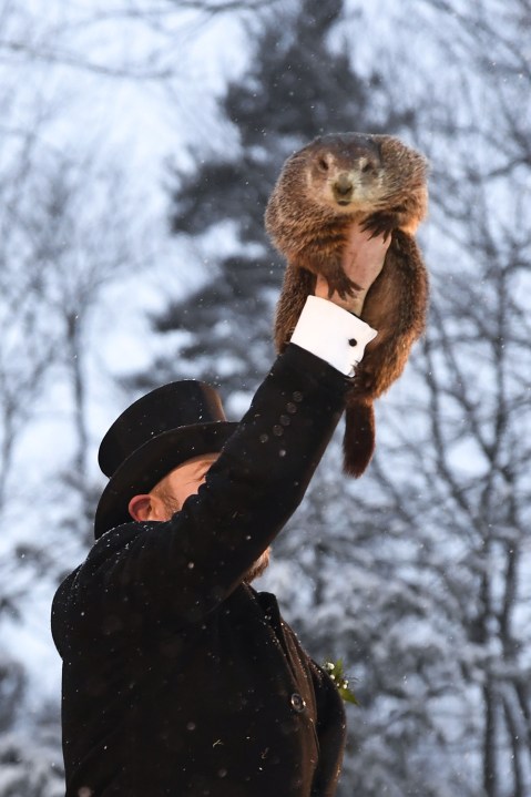 Punxsutawney Phil: Pictures Of Weather Predicting Groundhog – Hollywood