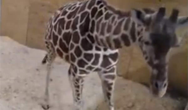 April The Giraffe Pics