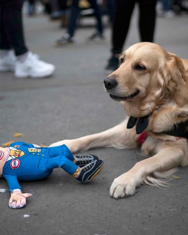A dog plays with a toy of US President Donald Trump during 2019 Women's March in Central London, Britain, 19 January 2019. Thousands of protesters called for greater protection and rights for women and end of austerity in Britain. 2019 Womens March in Central London, United Kingdom - 19 Jan 2019
