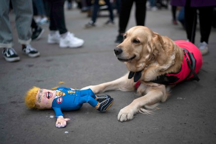 A dog plays with a toy of US President Donald Trump during 2019 Women's March in Central London, Britain, 19 January 2019. Thousands of protesters called for greater protection and rights for women and end of austerity in Britain.
2019 Womens March in Central London, United Kingdom - 19 Jan 2019