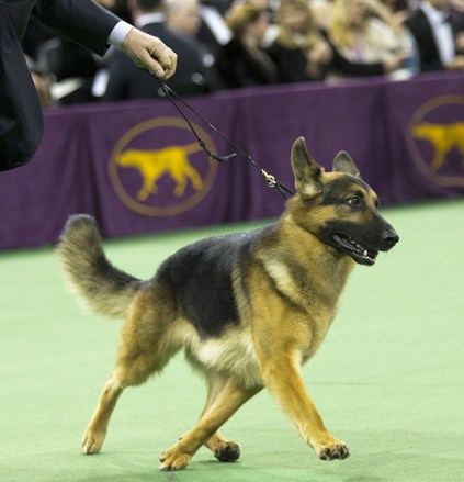 rumor german sheperd westminster dog show