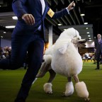 westminster-kennel-club-dog-show-4
