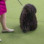 westminster-kennel-club-dog-show-5