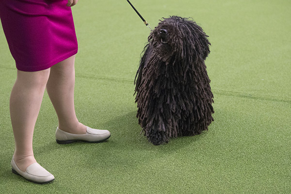 westminster-kennel-club-dog-show-5