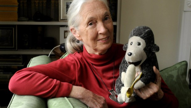 Dr Jane Goodall with her Chimp mascot
Dr Jane Goodall DBE, Britain - Mar 2010
Dr Jane Goodall DBE who has studied primates for the last 50 years