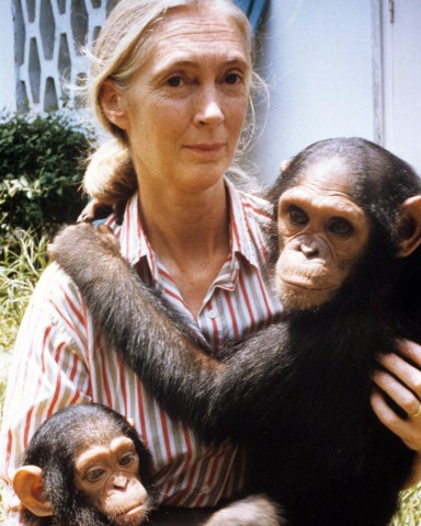 No Merchandising. Editorial Use Only
Mandatory Credit: Photo by ITV/REX/Shutterstock (635880cr)
Dr. Jane Goodall in 'Nature Watch' - 1980's
ITV ARCHIVE