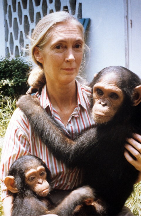 Jane Goodall: Pics Of The Famous Primatologist – Hollywood Life