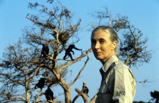 No Merchandising. Editorial Use OnlyMandatory Credit: Photo by ITV/REX/Shutterstock (635880cv)Dr Jane Goodall in 'Nature Watch' - 1980'sITV ARCHIVE