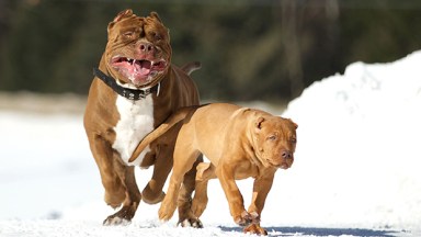 Pit bulls attacking