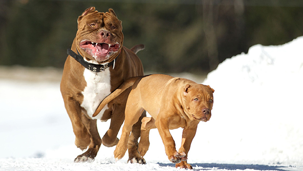 Pit bulls attacking