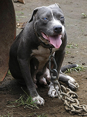 pit bull