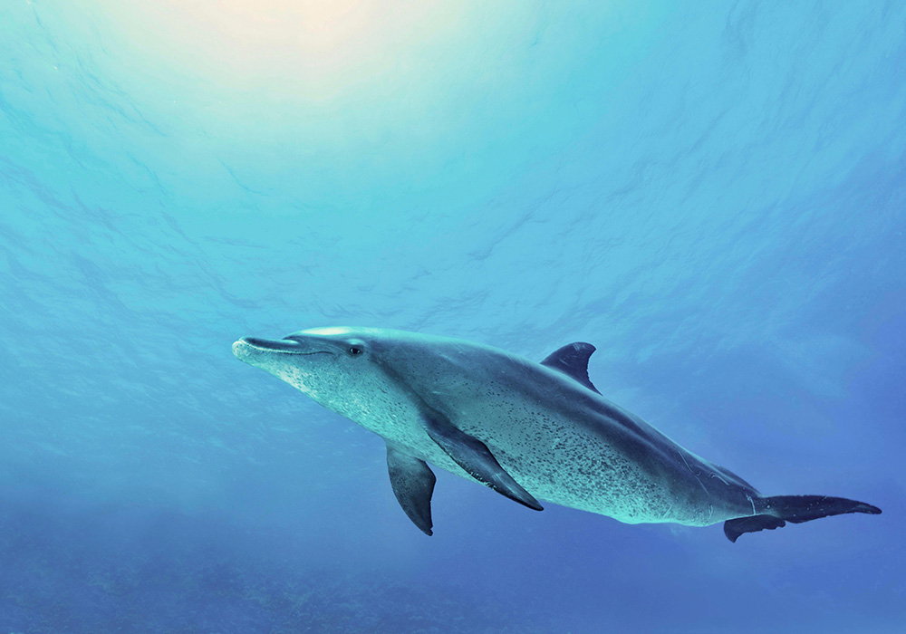 Bottlenose dolphin (Tursiops truncatus), Red Sea, Egypt
VARIOUS