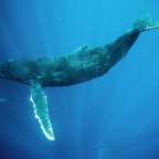 Humpback whales, Tonga - Sep 2016