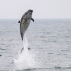 Dolphin leaps amazing 16ft out of the sea, New Quay, Wales - 11 May 2016