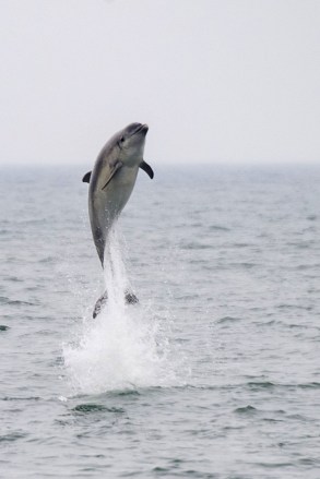 USA: Feature Rates Apply
Mandatory Credit: Photo by REX/Shutterstock (5694944a)
Sequence 1 - The dolphin breaching from the water
Dolphin leaps amazing 16ft out of the sea, New Quay, Wales - 11 May 2016
This is the moment a dolphin stunned watchers by leaping an amazing 16ft - or the height of a double decker bus - out of the water. Holidaymakers and locals alike were shocked when the bottlenose dolphin breached vertically over 5m out of the sea near New Quay, Wales. The moment was caught on camera by dolphin-spotting boat skipper and photographer Jonathan Evans. And despite countless dolphin encounters over the years even he was shocked to see the height that the acrobatic dolphin achieved. The dolphin's medal winning leap took place after approximately ten of the animals surrounded the boat playing and giving a show for the watching tourists. A typical bottlenose dolphin breach is only the depth of the body of a dolphin, between one and two meters or 3- 6 feet.  Jonathan comments: "Seeing such acrobatics is a joy but capturing it on camera for others to see is a bonus".