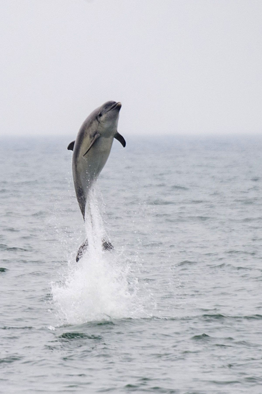 Dolphin leaps amazing 16ft out of the sea, New Quay, Wales - 11 May 2016