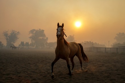 Smoke from wildfires burning in the region fills the air as a horse runs at a ranch in Simi Valley, Calif
California Wildfires Blackout, Simi Valley, USA - 30 Oct 2019