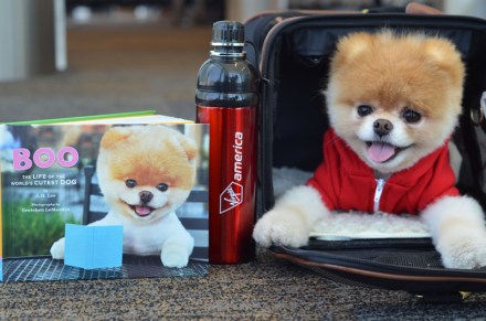 Editorial Use Only. No stock, books, advertising or merchandising without photographer's permission
Mandatory Credit: Photo by Virginamerica/REX/Shutterstock (1796618c)
Boo the Pomeranian, named the cutest dog in the world
Boo the Pomeranian, named the cutest dog in the world, becomes ambassador for Virgin America, San Francisco Airport, America - 13 Jul 2012
FULL WORDS: http://www.rexfeatures.com/nanolink/he64

An airline has chosen a cute new ambassador - a Pomeranian called Boo.

The six-year-old dog - dubbed The Cutest Dog in the World - has been described by Virgin America as their newest executive and given the title 'Official Pet Liaison'.

Already a worldwide star with five million Facebook fans and his own book deal, Boo took part in a special photoshoot with his four-legged friend Buddy.

The canine couple were snapped padding around San Francisco Airport and trying out the facilities aboard a Virgin jet. Hilarious pictures show Boo checking in, boarding the plane, trying out First Class and sitting in the pilot's seat.