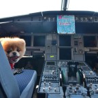 Boo the Pomeranian, named the cutest dog in the world, becomes ambassador for Virgin America, San Francisco Airport, America - 13 Jul 2012