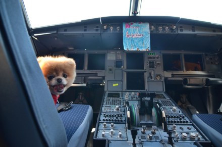 Editorial Use Only. No stock, books, advertising or merchandising without photographer's permission
Mandatory Credit: Photo by Virginamerica/REX/Shutterstock (1796618a)
Boo the Pomeranian, named the cutest dog in the world
Boo the Pomeranian, named the cutest dog in the world, becomes ambassador for Virgin America, San Francisco Airport, America - 13 Jul 2012
FULL WORDS: http://www.rexfeatures.com/nanolink/he64

An airline has chosen a cute new ambassador - a Pomeranian called Boo.

The six-year-old dog - dubbed The Cutest Dog in the World - has been described by Virgin America as their newest executive and given the title 'Official Pet Liaison'.

Already a worldwide star with five million Facebook fans and his own book deal, Boo took part in a special photoshoot with his four-legged friend Buddy.

The canine couple were snapped padding around San Francisco Airport and trying out the facilities aboard a Virgin jet. Hilarious pictures show Boo checking in, boarding the plane, trying out First Class and sitting in the pilot's seat.