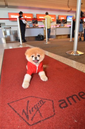 Editorial Use Only. No stock, books, advertising or merchandising without photographer's permission
Mandatory Credit: Photo by Virginamerica/REX/Shutterstock (1796618b)
Boo the Pomeranian, named the cutest dog in the world
Boo the Pomeranian, named the cutest dog in the world, becomes ambassador for Virgin America, San Francisco Airport, America - 13 Jul 2012
FULL WORDS: http://www.rexfeatures.com/nanolink/he64

An airline has chosen a cute new ambassador - a Pomeranian called Boo.

The six-year-old dog - dubbed The Cutest Dog in the World - has been described by Virgin America as their newest executive and given the title 'Official Pet Liaison'.

Already a worldwide star with five million Facebook fans and his own book deal, Boo took part in a special photoshoot with his four-legged friend Buddy.

The canine couple were snapped padding around San Francisco Airport and trying out the facilities aboard a Virgin jet. Hilarious pictures show Boo checking in, boarding the plane, trying out First Class and sitting in the pilot's seat.