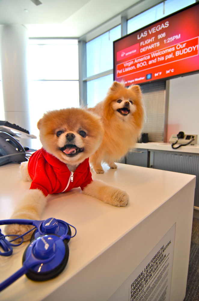 Boo the Pomeranian, named the cutest dog in the world, becomes ambassador for Virgin America, San Francisco Airport, America - 13 Jul 2012